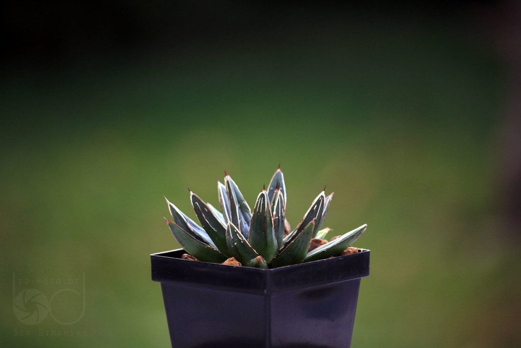 Agave victoria-reginae 'Compacta'
