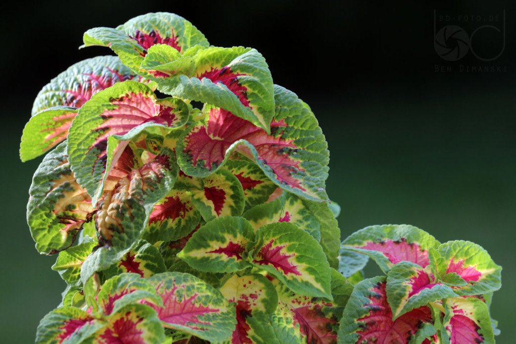 Coleus blumeii