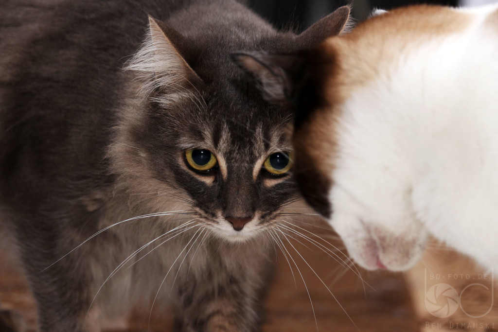 dexterpilar_dez2015_2