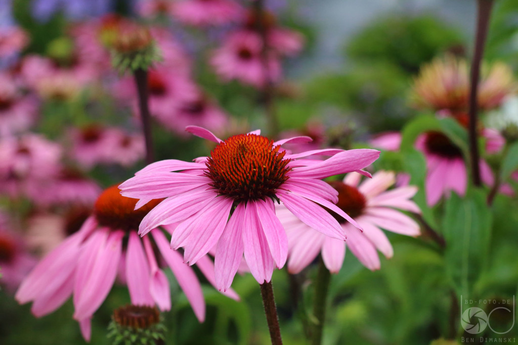 echinacea_purpurea