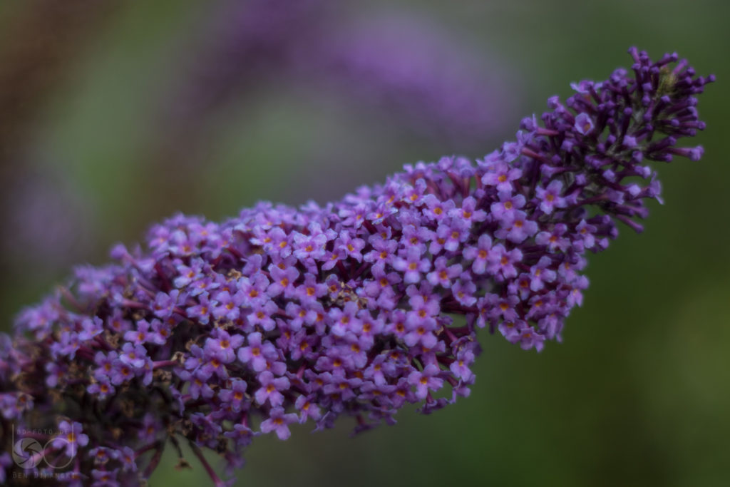 Pentacon 1.8/50, Offenblende