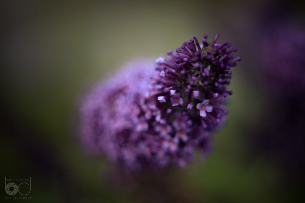 Pentacon 1.8/50, Offenblende