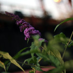 Fokusspielerei auf Zollverein