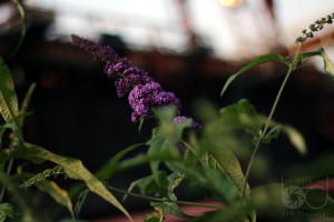 Fokusspielerei auf Zollverein