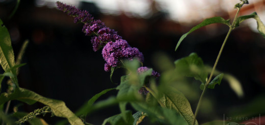 Fokusspielerei auf Zollverein