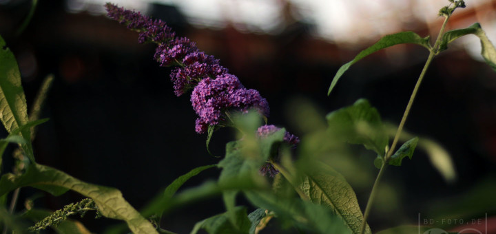 Fokusspielerei auf Zollverein