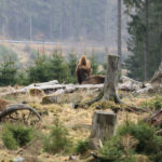 Wisentherde im Rothaargebirge