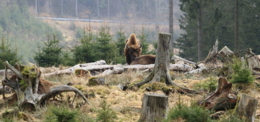 Wisentherde im Rothaargebirge