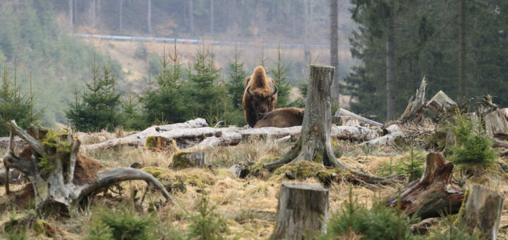 Wisentherde im Rothaargebirge