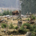 Wisentherde im Rothaargebirge