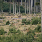 Wisentherde im Rothaargebirge