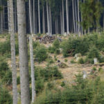 Wisentherde im Rothaargebirge