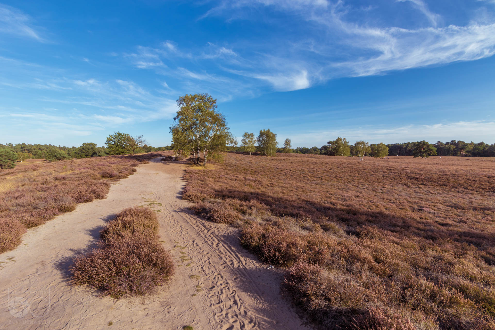 Unterwegs in der Westruper Heide – bd-foto.de